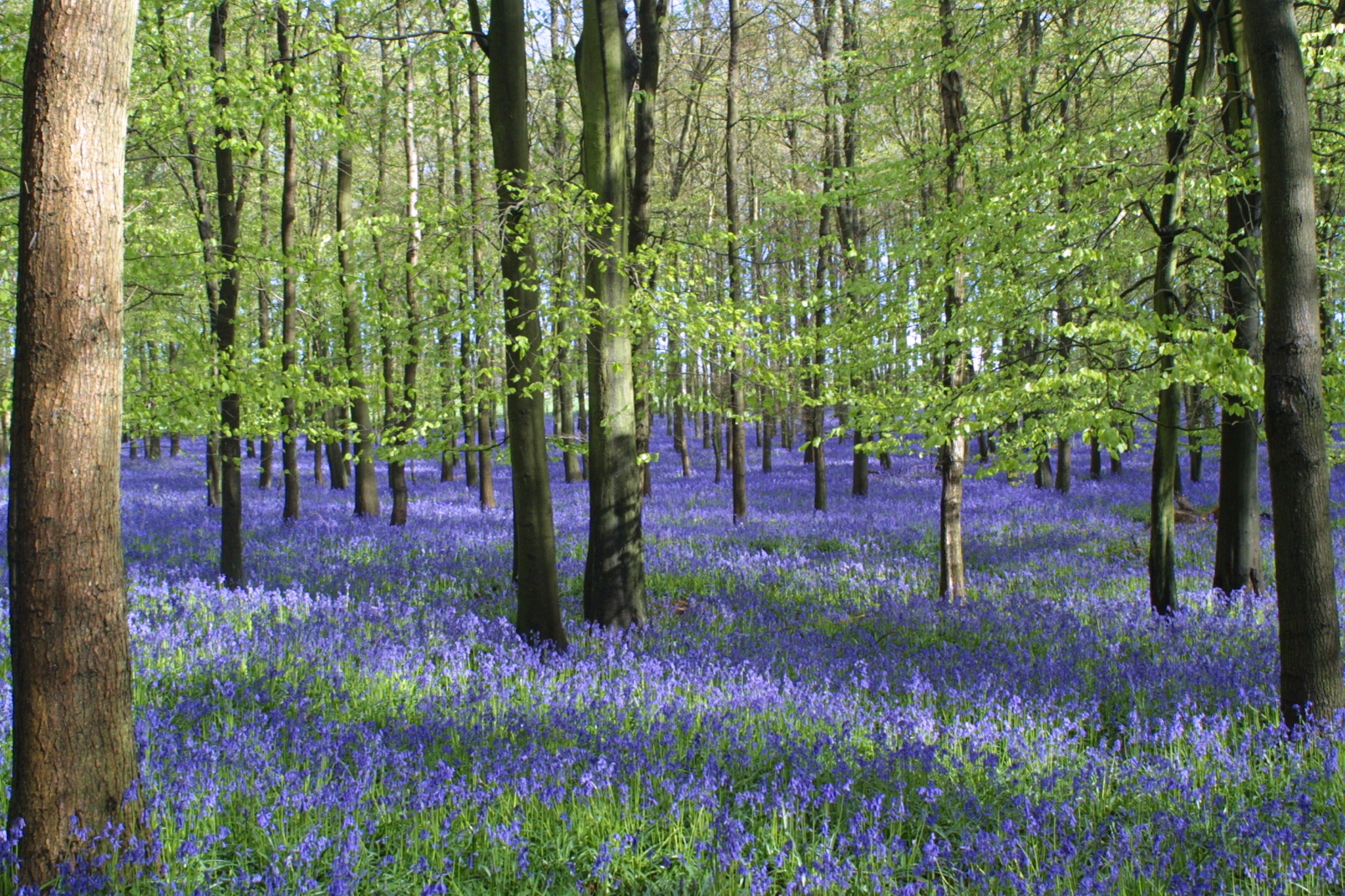 Ashridge Hertfordshire