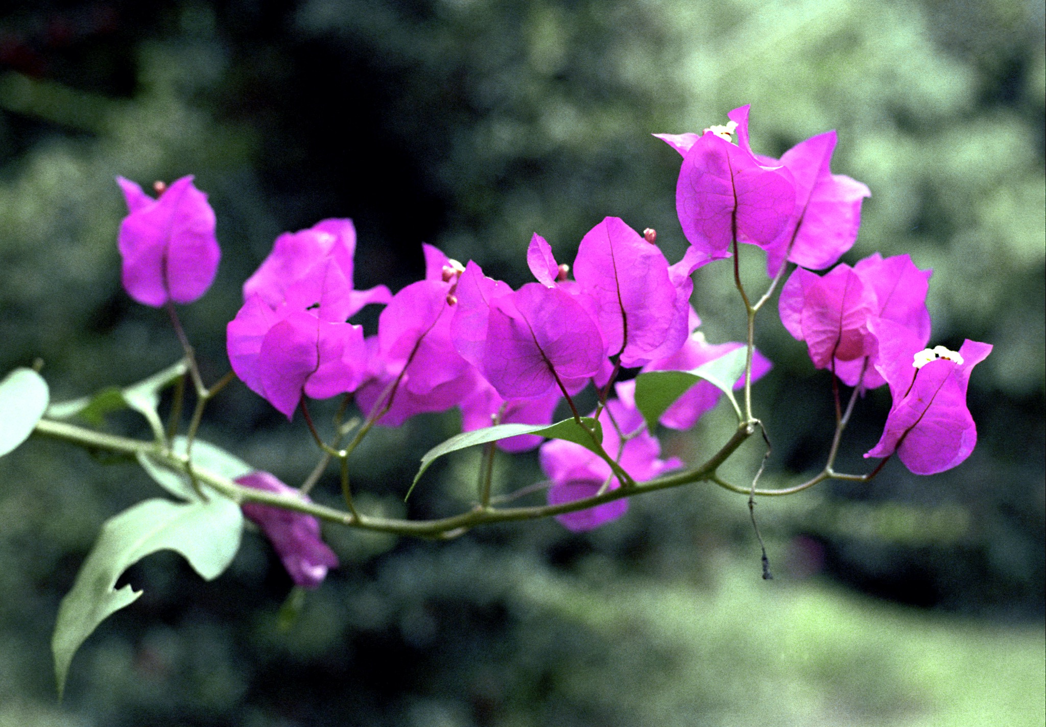 Flowers from Mexico