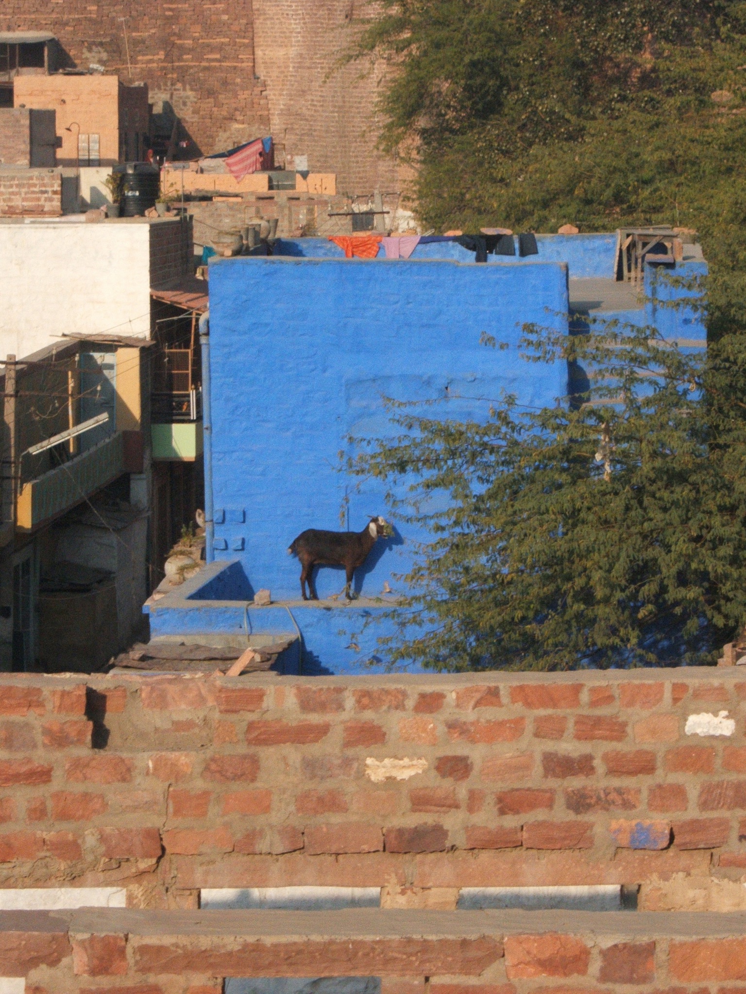 Udaipur